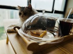 -猫小主咖啡·猫咖cat cafe(福田店)