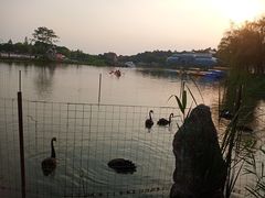 -大塘金香草谷