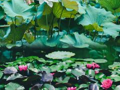 -国家植物园南园