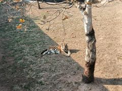 -西霞口神雕山野生动物世界