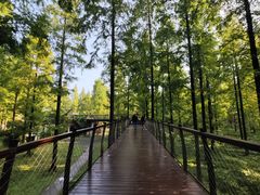 -黄海国家森林公园