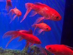 -蜀锦堂·川味现炒(襄阳武商汇店)