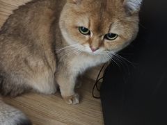 -瑞派·关忠动物医院·猫专科·犬专科(三环新城店)