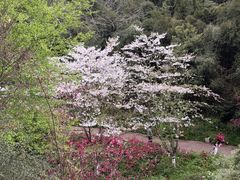 -胖大姐黄辣丁鱼庄(新津店)