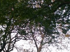 -上海佘山国家森林公园天马山园