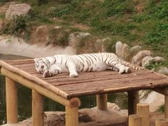 -石家庄市动物园