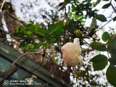 -喵屿·大理花园猫咖