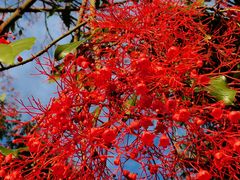 -广州市流溪河国家森林公园