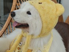 -星多哈·狗咖·拼豆·咖啡