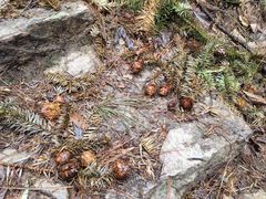 -冶父山国家森林公园