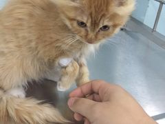 -中农大我爱我爱24h动物医院·中医针灸·猫专科·骨科医疗中心(双井店)
