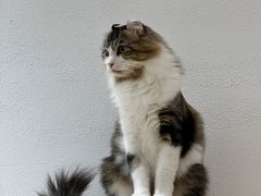 -1013 PET SHOP精品宠物商店(丁香店)