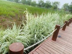 -西京湾花海