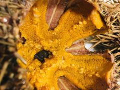 -海胆小馆(东北水饺·春柳店)