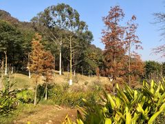 -东莞市虎英郊野公园