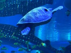 -成都浩海立方海洋公园