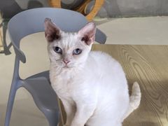 -豆逗聊愈猫阁Easy Life