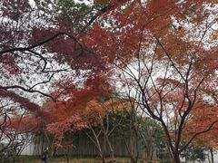-秋霞圃