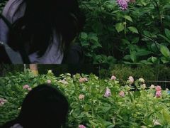 -泰州凤城河风景区-泰山公园