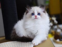 -十年猫舍·猫咪专门店(普陀店)