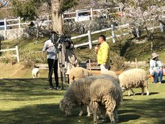 -神户市立六甲山牧场