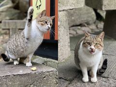 -普陀山风景区-佛顶山