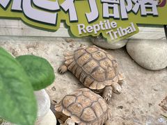-南宫五洲植物乐园