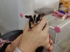 -楼上猫咖(罗湖店)