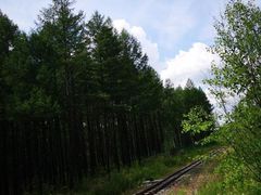 -莫尔道嘎国家森林公园