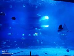 -烟台海昌鲸鲨海洋公园