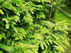 -桤木河湿地公园