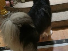 -more than meow吴止猫主题餐厅(承德 中船汇店)