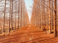 -黄海国家森林公园