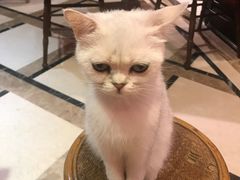-猫色咖啡·猫咖