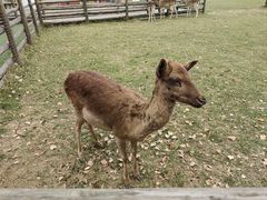 -苏州太湖西山岛开心农场