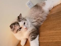 -滚猫咖啡·猫咖·猫友好撸猫(未来城店)