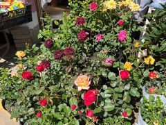 -金陵花卉交易市场