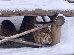 -横道河子东北虎林园