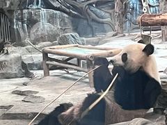 -武汉动物园