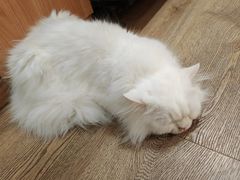 -MOCHA明星猫咖(田子坊店)