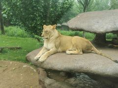 -北京野生动物园