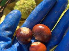 陈记糖炒栗子-陈记栗子(长宁路店)