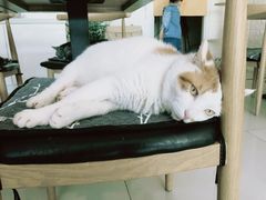 -平行世界·猫咖(首经贸店)