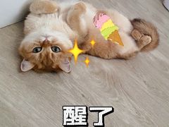 -东方名猫馆·英短金渐层布偶猫舍(环线广场1号楼店)