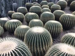 -南山植物园