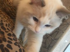 -momokira米努特·德文卷毛猫·棉花面纱犬