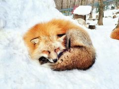 -宫城藏王狐狸村