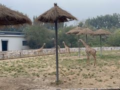 -北京野生动物园