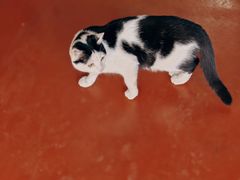 -龙华素斋(龙华路店)