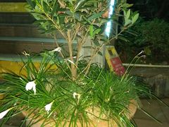 -楠柏弯休闲山庄(梨花溪店)